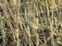 Noordse fitis [Phylloscopus trochilus acredula] - Broekpolder Vlaardingen (11jan2013)